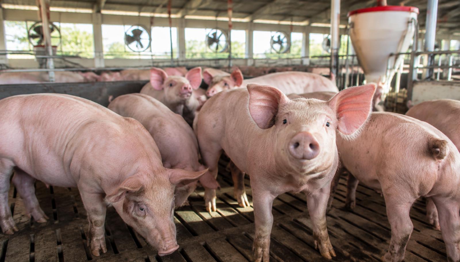 Crise no setor de suínos é global e expõe fragilidade da demanda
