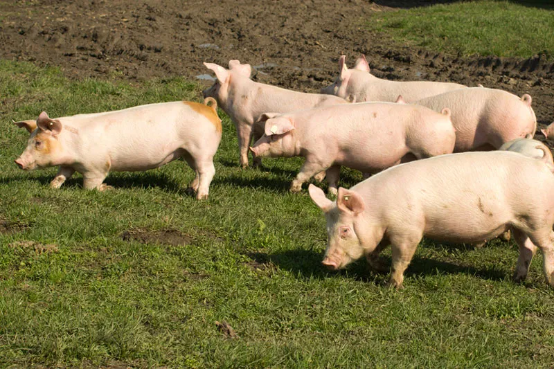Filipinas proíbem importações de carne suína da Espanha e de Taiwan devido a surtos de peste suína