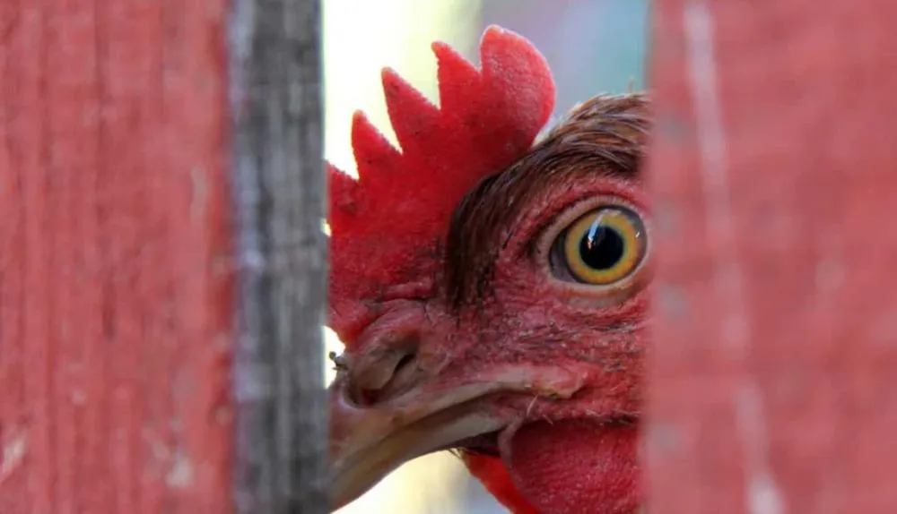 Frango: Preço da carne interrompe 3 meses de alta e cai em novembro