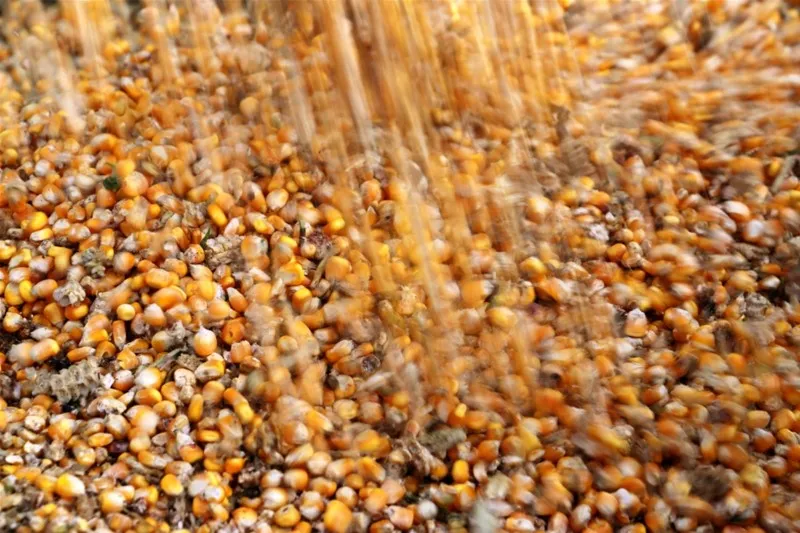 AgRural prevê safra de milho 25/26 do Brasil em 135,3 milhões de toneladas
