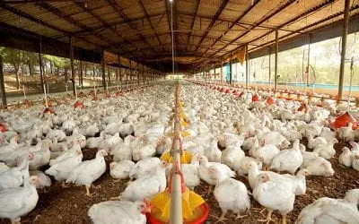 FRANGO: EM ANO MARCADO POR FOCO DE GRIPE AVIÁRA, MERCADO INTERNO DEU BOA RESPOSTA