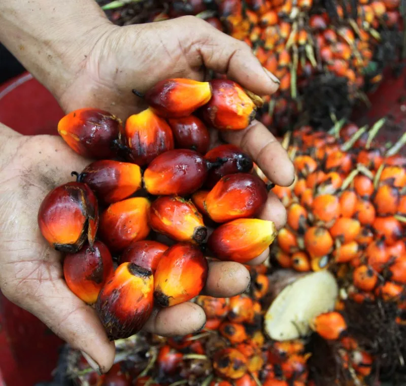 Indonésia multa empresas de óleo de palma e mineração em US$2,3 bi por operarem em áreas florestais
