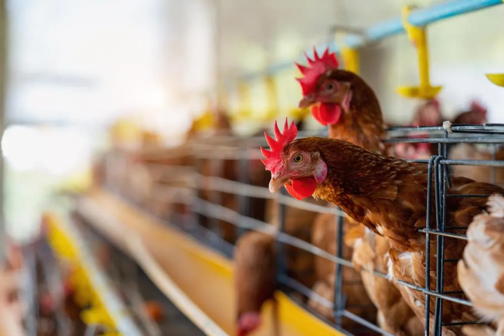 Tensão no Golfo Pérsico ameaça elevar custos e acirrar competitividade na exportação de frango