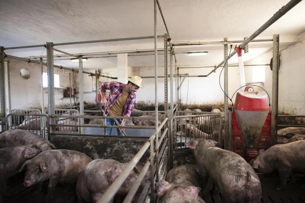 Redução na produção de suínos na China abre oportunidades para o mercado brasileiro